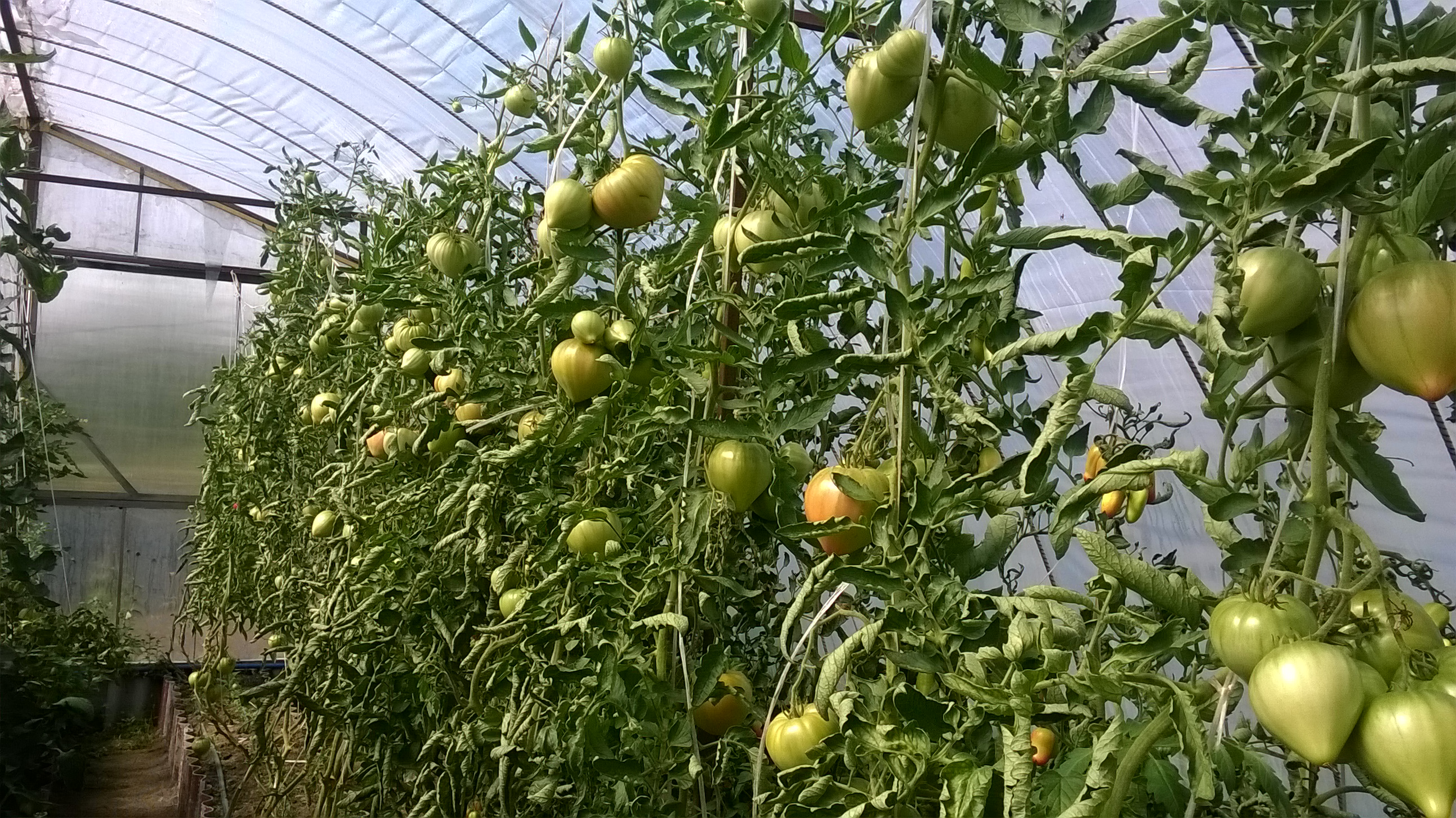 Сара помидоры f1